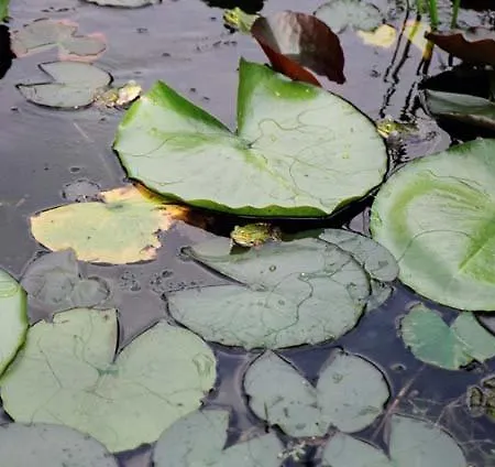 Hotel Haus Aja Textor-goethe