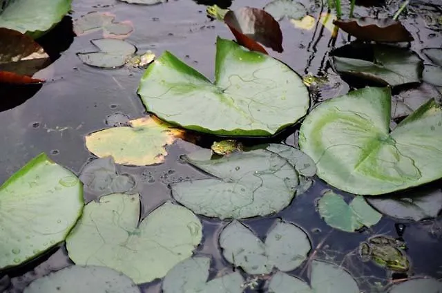 Hotel Haus Aja Textor-goethe